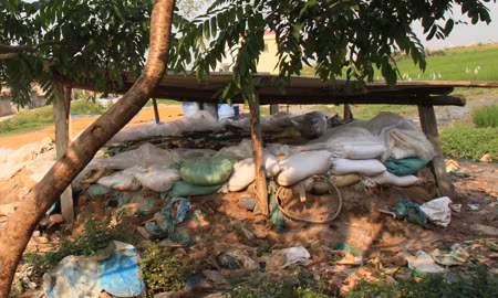 Hố ngâm ô mai được đào dưới đất, ngay cạnh đường, tiếp giáp với cánh đồng lúa