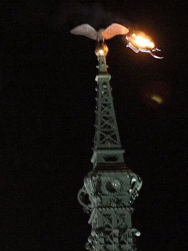 Người đàn ông tự thiêu vào lao xuống