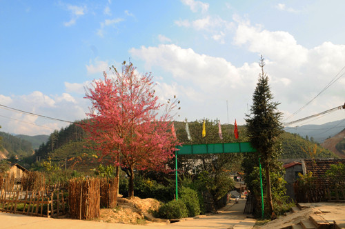 Cây đào tô thêm sắc màu cho cả một vùng núi