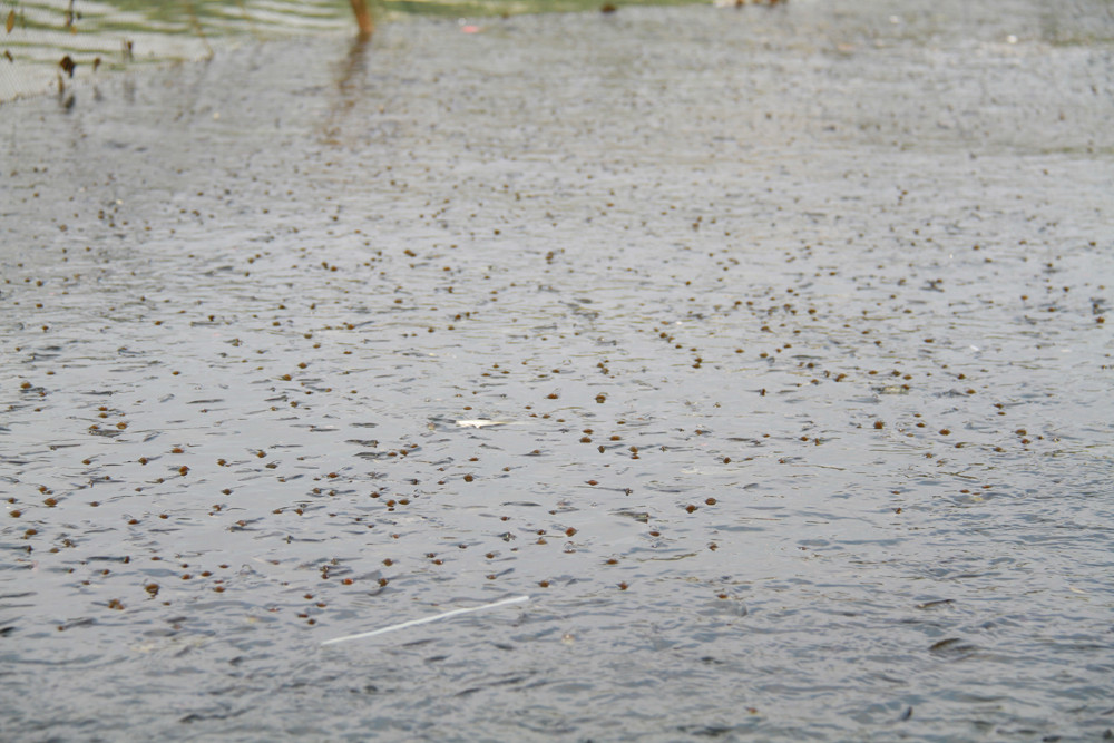 Rất nhiều cá được dồn vào trong các tấm lưới. Ảnh: Trường Phong