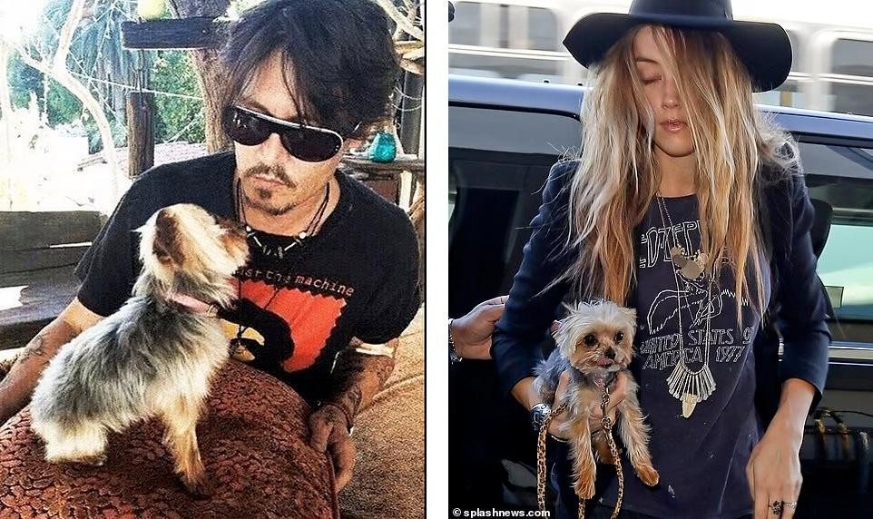 Amber khẳng định chó cưng là "thủ phạm" của chất thải trên giường ngủ, không phải cô hay bạn cô. Amber khẳng định chó cưng là "thủ phạm" của chất thải trên giường ngủ, không phải cô hay bạn cô.