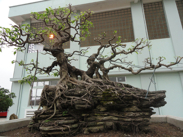 Cây xanh của ông Trần Quang Hải (trị trấn Phú Minh) có giá hàng trăm triệu đồng.