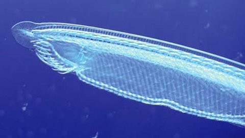 Đây được coi là họ hàng gần nhất với loài động vật không xương sống bị nhân đôi ADN bất thường cách đây 500 triệu năm 