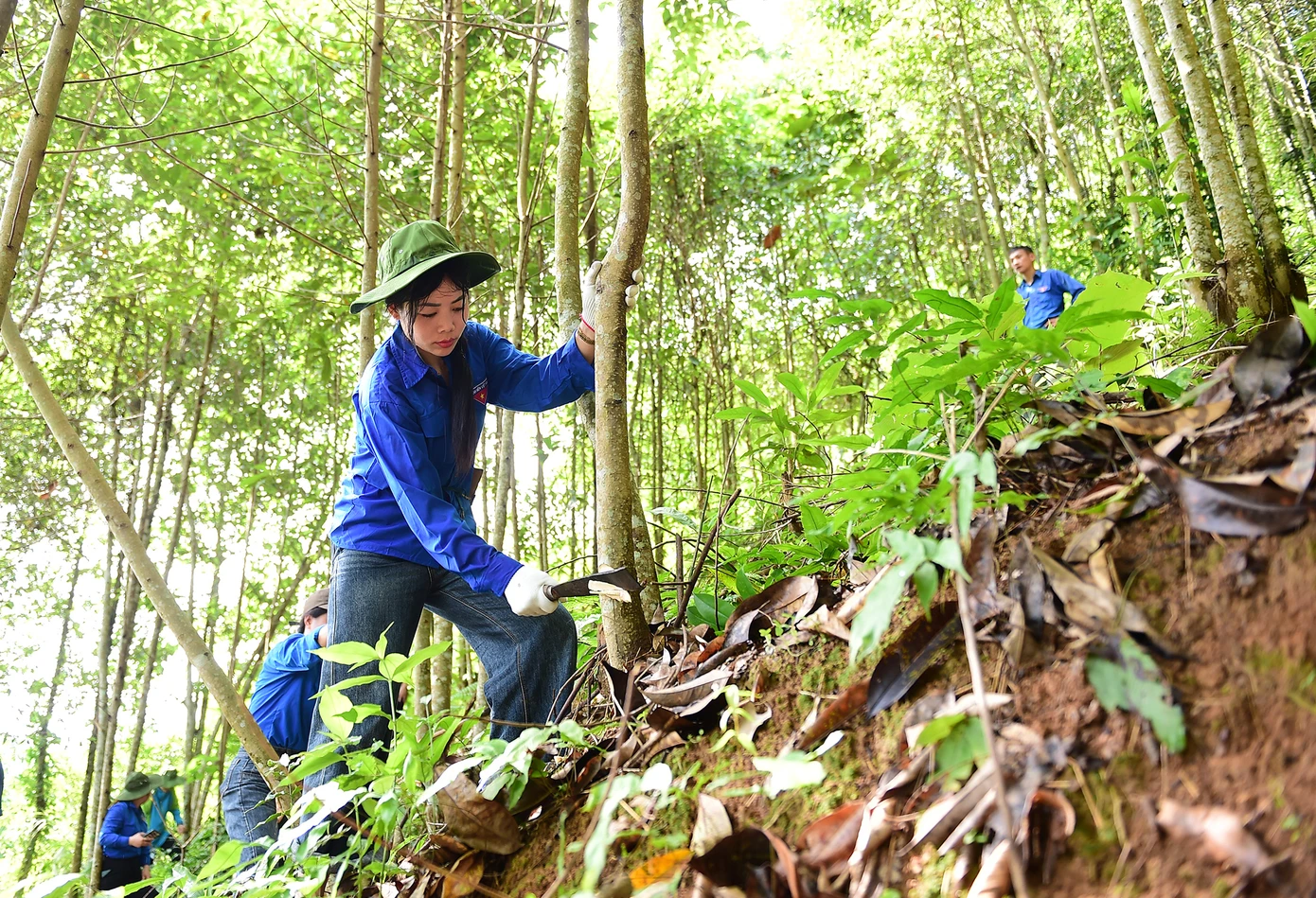 Đoàn viên thanh niên hỗ trợ hộ dân thu hoạch diện tích rừng quế, giải phóng mặt bằng phục vụ công trình điện. Ảnh: Xuân Tùng