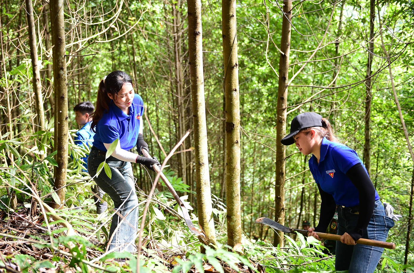 Đoàn viên thanh niên tham gia thu hoạch cây, giải phóng mặt bằng trong ngày ra quân đợt thi đua cao điểm hỗ trợ thi công dự án đường điện 500kV Lào Cai - Vĩnh Yên. Ảnh: Xuân Tùng
