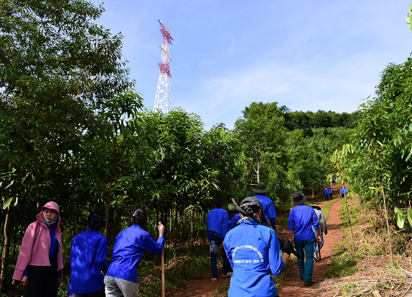 Đoàn viên thanh niên tham gia thu hoạch cây, giải phóng mặt bằng trong ngày ra quân đợt thi đua cao điểm hỗ trợ thi công dự án đường điện 500kV Lào Cai - Vĩnh Yên. Ảnh: Xuân Tùng