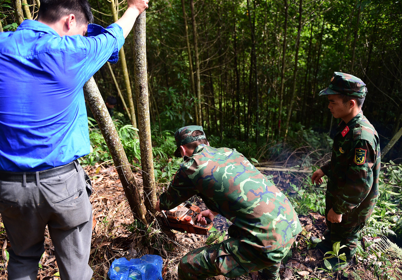 Đoàn viên thanh niên tham gia thu hoạch cây, giải phóng mặt bằng trong ngày ra quân đợt thi đua cao điểm hỗ trợ thi công dự án đường điện 500kV Lào Cai - Vĩnh Yên. Ảnh: Xuân Tùng