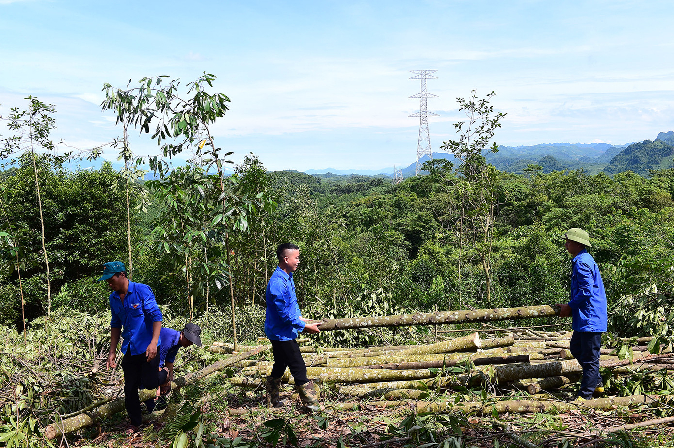 Đoàn viên thanh niên hỗ trợ hộ dân thu hoạch diện tích rừng quế, giải phóng mặt bằng phục vụ công trình điện. Ảnh: Xuân Tùng