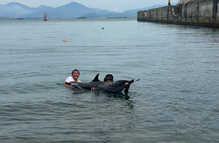 Lực lượng chức năng và ngư dân Đà Nẵng hỗ trợ cá heo mắc cạn, nặng khoảng 200 kg Lực lượng chức năng và ngư dân Đà Nẵng hỗ trợ cá heo mắc cạn, nặng khoảng 200 kg