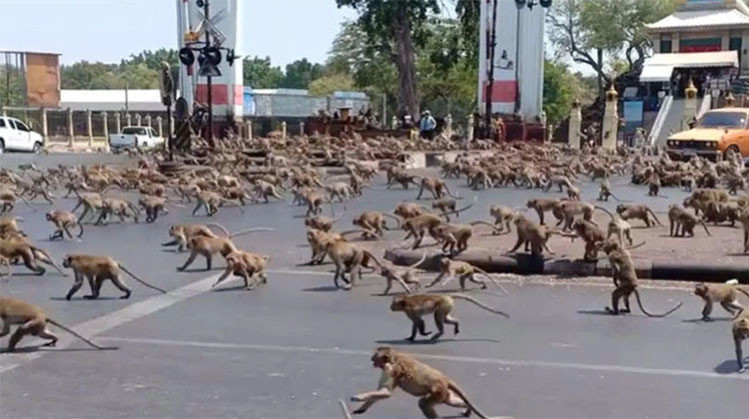 Nhiều hộ kinh doanh bị phá hoại bởi "đội quân" khoảng 3.500 con khỉ.