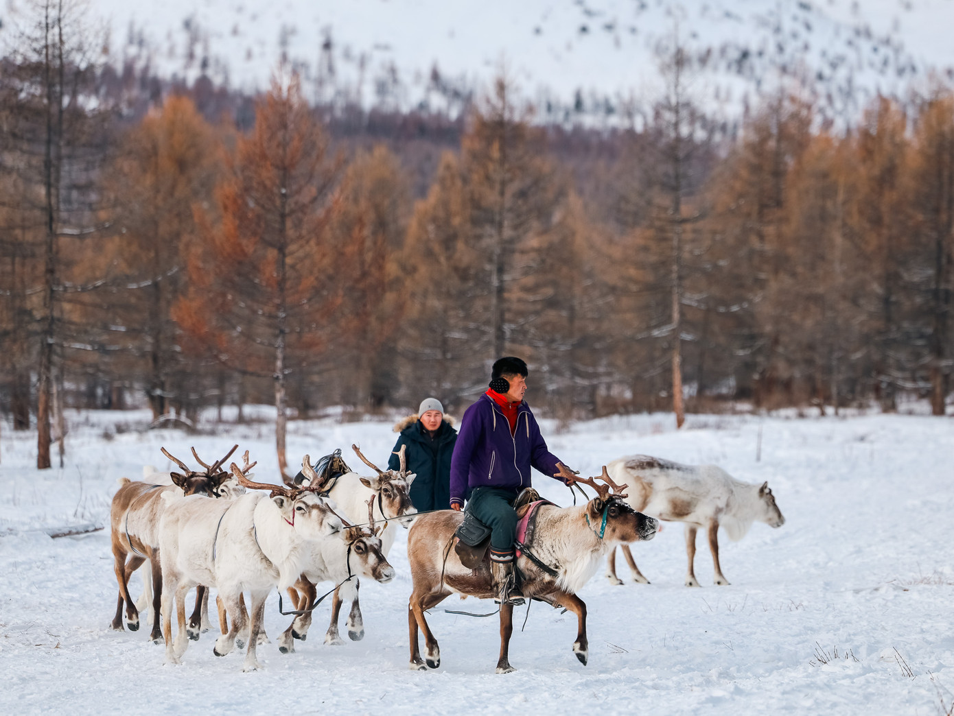 Tuần lộc là loài vật thích sống ở những nơi mát lạnh. Vào mùa hè, bộ lạc Dukha sẽ đưa chúng vào tận rừng sâu, vùng cao hơn để kiếm ăn. Còn mùa đông, họ đưa tuần lộc ra bìa rừng, gần với thị trấn để dễ sống hơn.