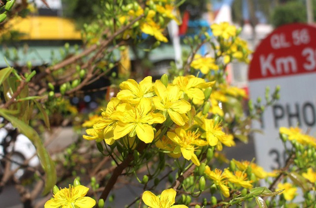 Đến năm 2019, huyện Châu Đức tiếp tục trồng thêm mai vàng trên đường Trần Hưng Đạo và tuyến đường chạy qua trung tâm xã Kim Long. Con đường mai độc lạ này đã gắn bó với người dân nơi đây, bất kể thời tiết thuận lợi hay không, hoa mai vẫn nở đúng vào những ngày Tết.