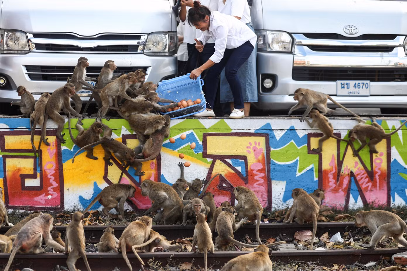 Khỉ hoang phá hoại hoạt động kinh doanh ở thành phố Lopburi, Thái Lan. Khỉ hoang phá hoại hoạt động kinh doanh ở thành phố Lopburi, Thái Lan.
