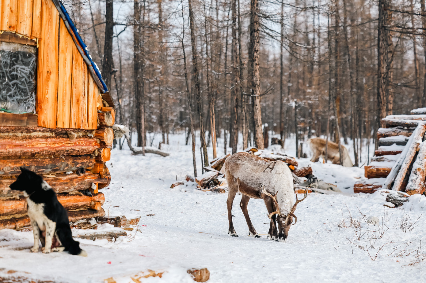 Điểm gây hấp dẫn du khách nhất của tuần lộc nằm ở khả năng sinh tồn vượt trội nhưng lại rất thân thiện với loài người. Theo quan sát của anh Vinh, khi đi gặm cỏ trong rừng, chúng dùng chân để đào lớp tuyết lên, chỗ nào băng thành đá thì liếm cho tan để gặm đám cỏ ở dưới.