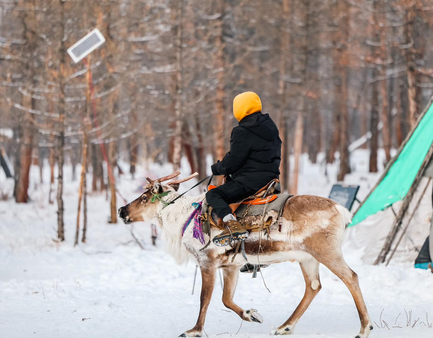 Anh Vinh cũng hết sức bất ngờ về tốc độ khi thử cưỡi tuần lộc.