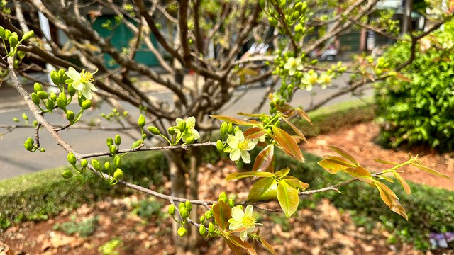 Đến nay, có gần 1.000 cây mai với độ tuổi từ 12 - 15 năm, cao từ 1,5m - 2m được trồng trên dải phân cách. Các cây mai được trồng cách nhau từ 4 – 6m.