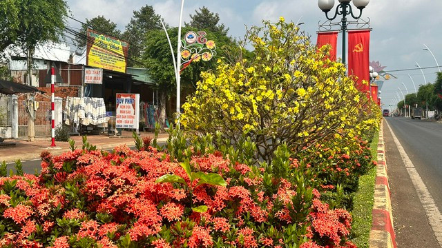 Năm nay, vào những ngày giáp Tết những cây hoa mai thi nhau nở rộ. Từ 27 tháng Chạp, sắc hoa mai vàng đã tràn ngập khắp các tuyến đường của thị trấn.