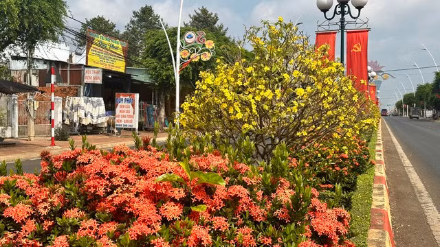 Năm nay, vào những ngày giáp Tết những cây hoa mai thi nhau nở rộ. Từ 27 tháng Chạp, sắc hoa mai vàng đã tràn ngập khắp các tuyến đường của thị trấn.