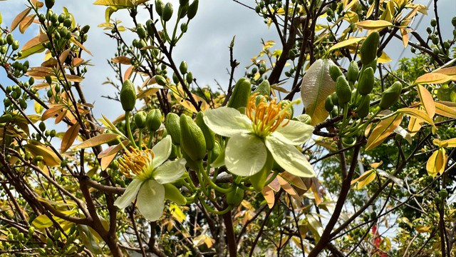 Cây mai phù hợp với khí hậu và thổ nhưỡng địa phương nên khi mang ra trồng giữa dải phân cách nhanh chóng phát triển, tán lá sum xuê. Người dân sống dọc tuyến đường thấy cây phát triển tốt, ít bị sâu bệnh và trổ hoa đúng dịp Tết nên càng ngày càng thích thú và xem là tài sản chung để cùng nhau bảo vệ.