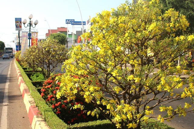 Những ngày cận kề Tết Nguyên đán Giáp Thìn 2024, thị trấn Ngãi Giao tràn ngập màu vàng bởi sắc hoa mai thi nhau nở, khiến người dân và du khách không khỏi ngỡ ngàng.