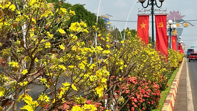 Với mong muốn trồng một loại cây đặc trưng và tạo điểm nhấn riêng cho địa phương đối với hạng mục cây xanh đô thị, hơn 7 năm trước, UBND huyện Châu Đức đã cho trồng thử nghiệm hàng trăm cây mai vàng giữa dải phân cách trên tuyến Quốc lộ 56 (đoạn qua thị trấn Ngãi Giao). Qua một năm trồng, cây phát triển tốt và ra hoa đúng dịp Tết khiến người dân và du khách vô cùng thích thú.