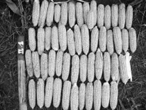 Một giống ngô BĐG trồng khảo nghiệm tại Việt Nam