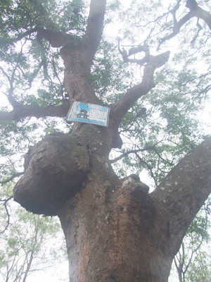 Cây lim 700 năm tuổi ở Hải Dương. Cây lim 700 năm tuổi ở Hải Dương