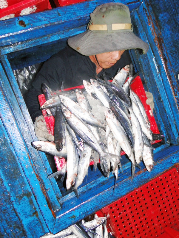 Thành quả thu về từ những ngày "đón Tết" ở Hoàng Sa. Ảnh: Văn Chương. Thành quả thu về từ những ngày