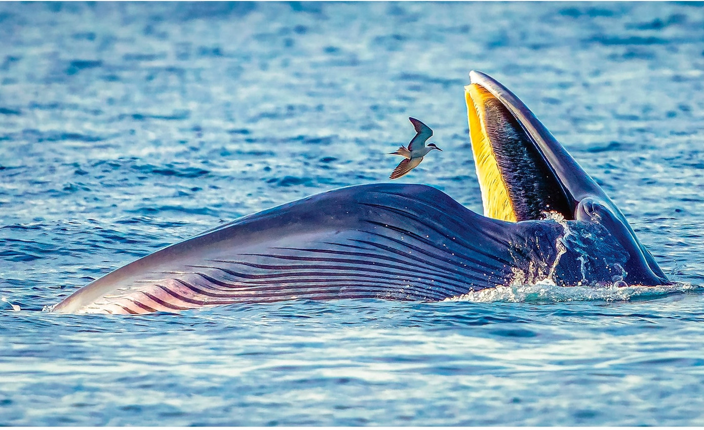 Cá voi và chim nhạn biển (Huỳnh Văn Truyền). Cá voi và chim nhạn biển (Huỳnh Văn Truyền).
