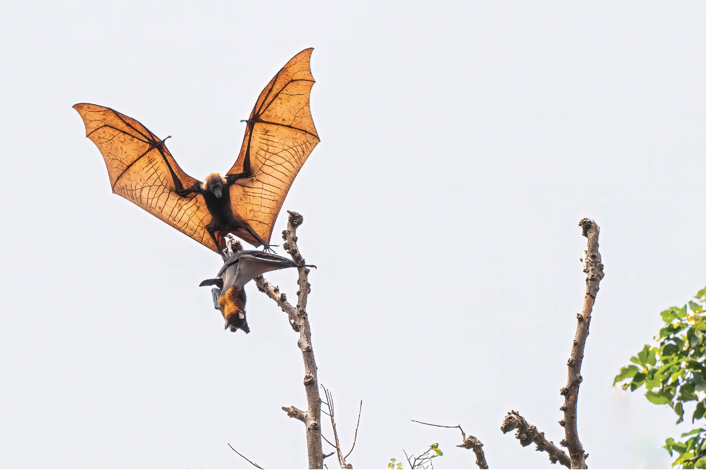 Dơi ngựa (Nguyễn Thị Thanh Hồng). Dơi ngựa (Nguyễn Thị Thanh Hồng).