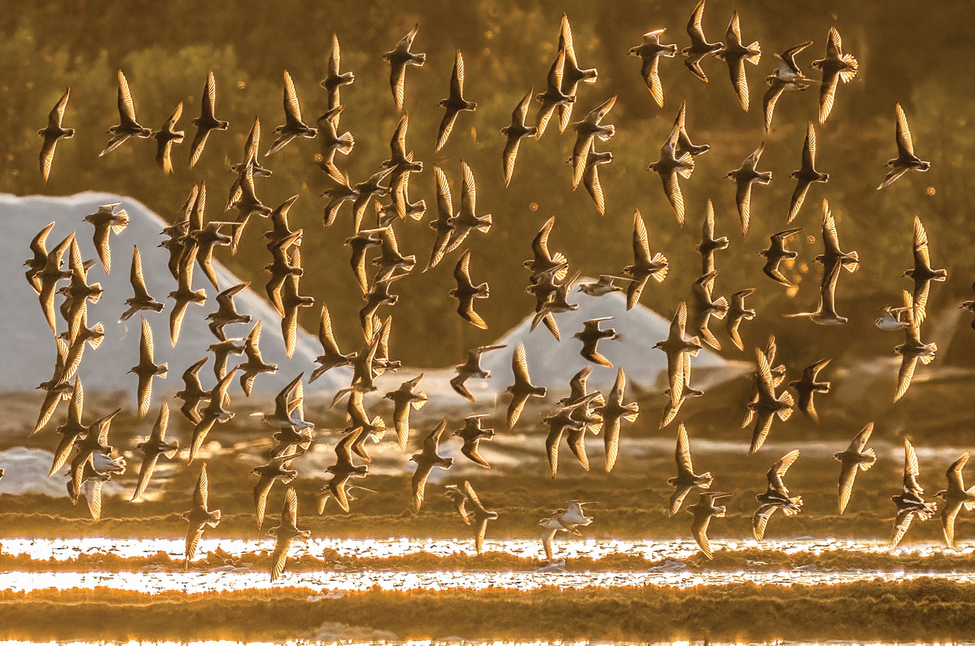 Các loài chim di cư trên cánh đồng muối, tác giả Thanh Hà. Các loài chim di cư trên cánh đồng muối, tác giả Thanh Hà.