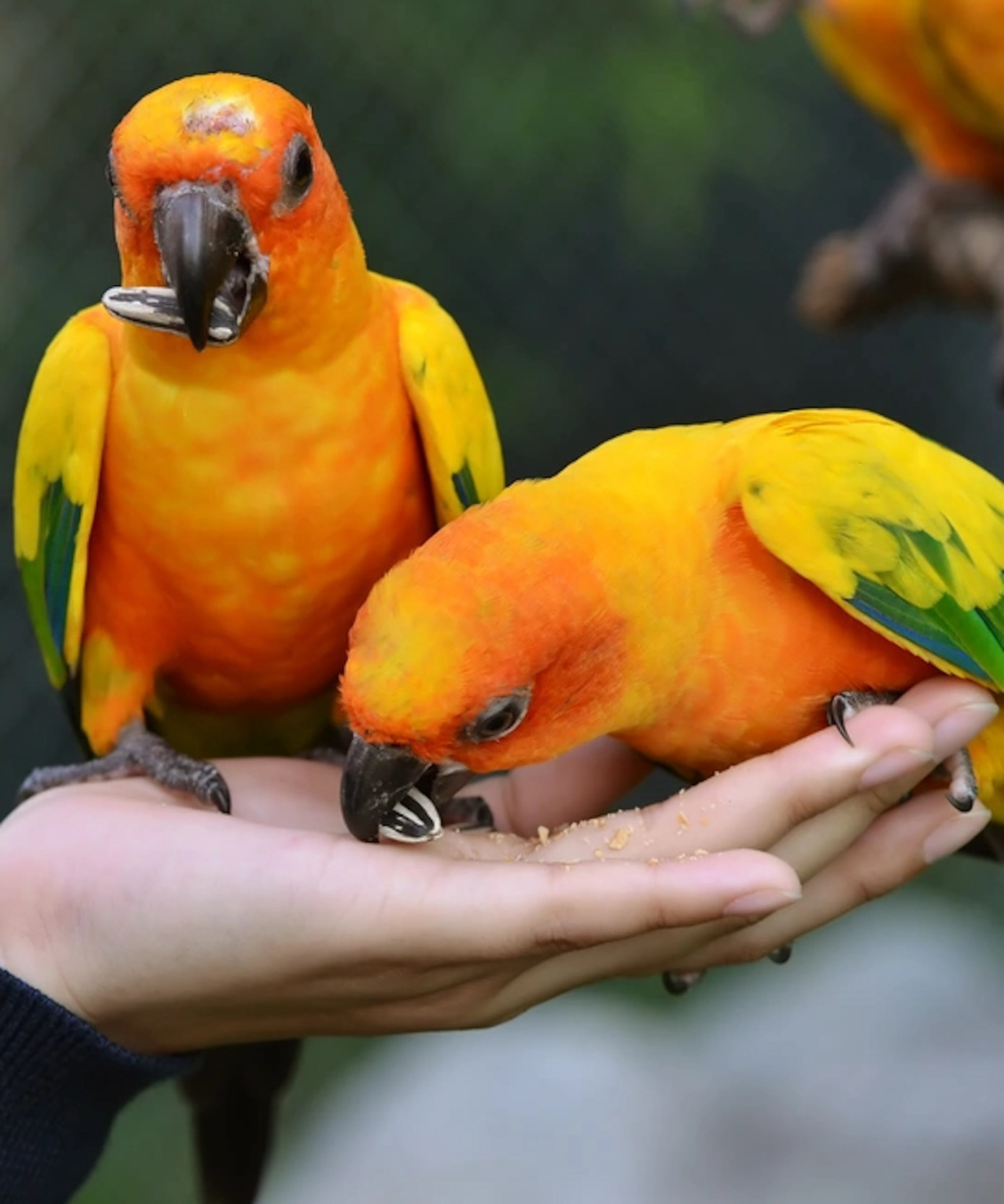 Du khách được tận tay chăm sóc chim