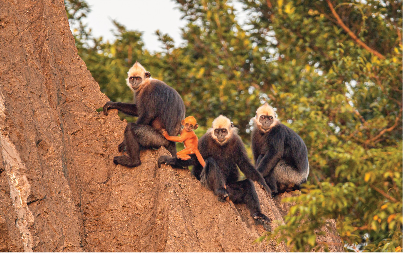 Ảnh triển lãm: Voọc Cát Bà (Nguyễn Mạnh Hiệp). Ảnh triển lãm: Voọc Cát Bà (Nguyễn Mạnh Hiệp).