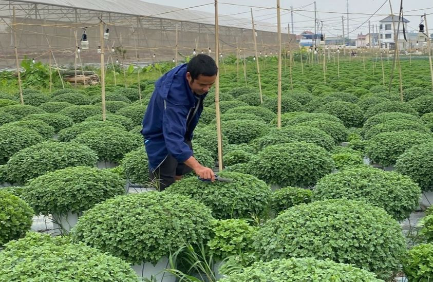 Người nông dân chăm sóc những khóm hoa cúc mâm xôi.