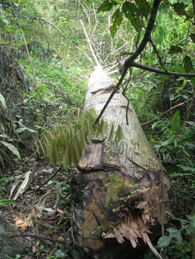 Những cây gỗ vừa mới được chặt (nằm ngoài phạm vi được phép khai thác theo dự án làm đường). Ảnh: Hoàng Lam.