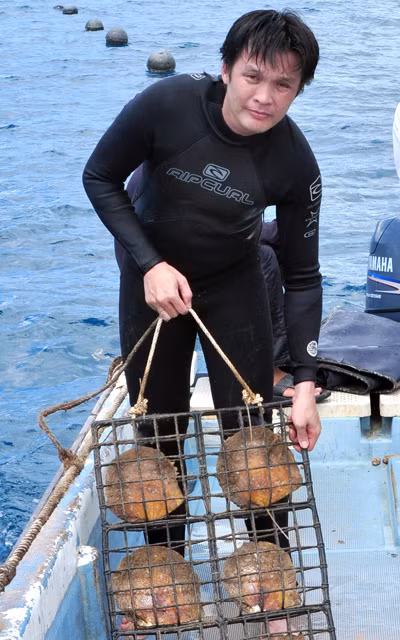 Hồ Thanh Tuấn lặn kiểm tra các lồng nuôi trai tại trại nuôi ở Côn Đảo - Ảnh: Lê Hiệp