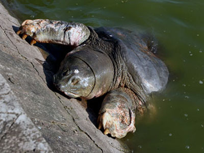 Rùa hồ Gươm nổi ngày 11-12. Ảnh: Vũ Long (VnExpress). Rùa hồ Gươm nổi ngày 11-12. Ảnh: Vũ Long (VnExpress)