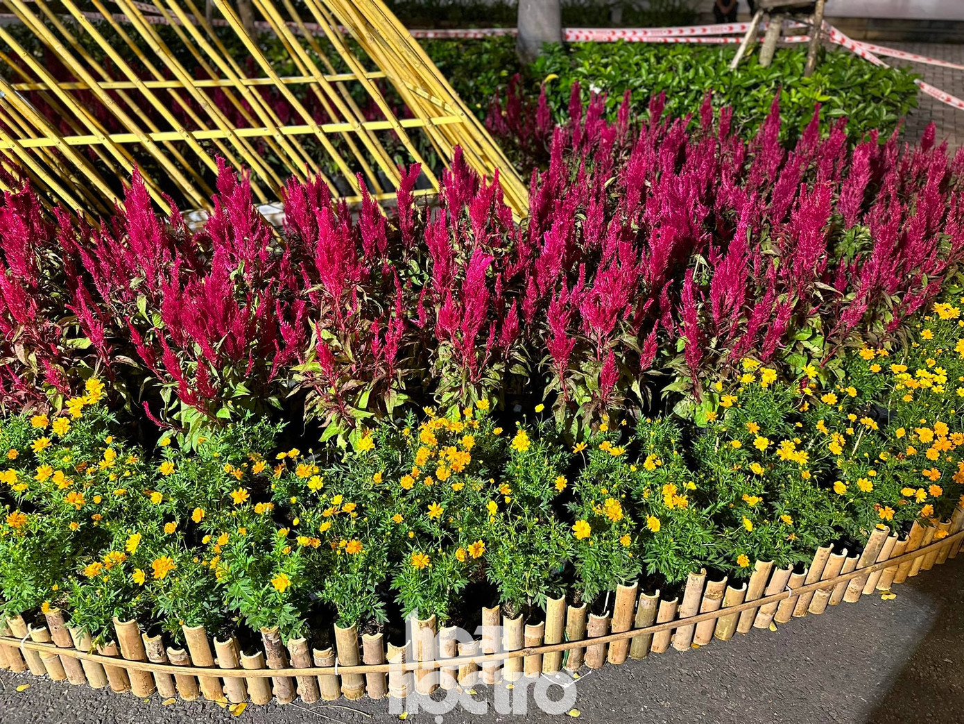 Hội hoa Xuân với khoảng 145 gian hàng hoa từ các nhà vườn khác nhau.