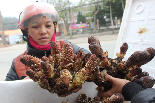 Xuyên rừng tìm Ngọc cẩu cường dương ảnh 1