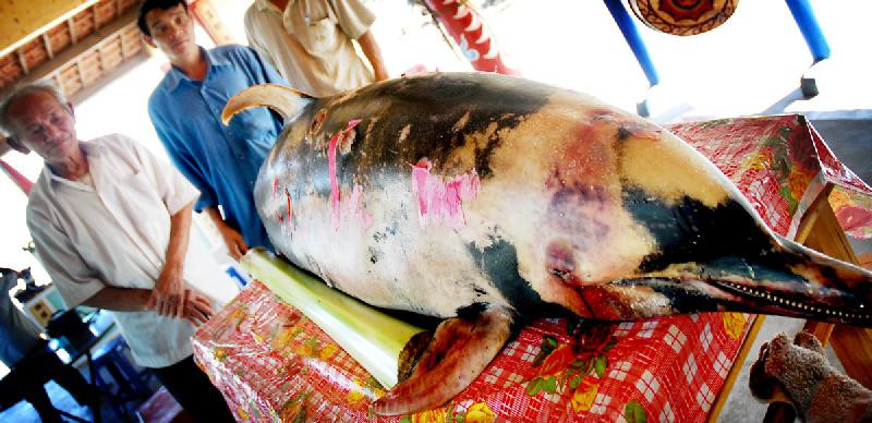 Xác cá voi được ngư dân đưa vào Lăng Ông làm lễ an táng Ảnh: V.T. Xác cá voi được ngư dân đưa vào Lăng Ông làm lễ an táng Ảnh: V.T