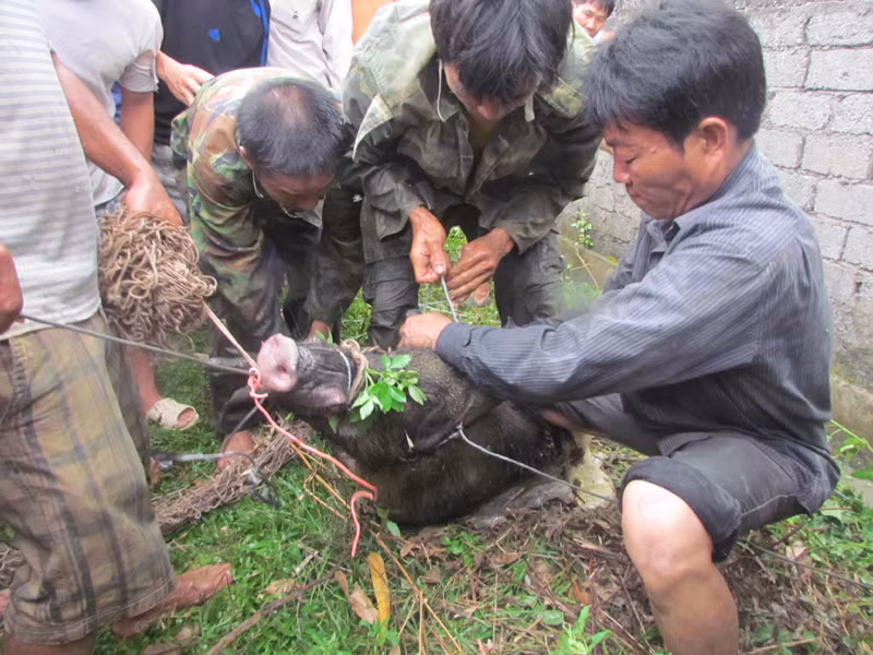 Con lợn rừng tấn công làm hai người bị thương
