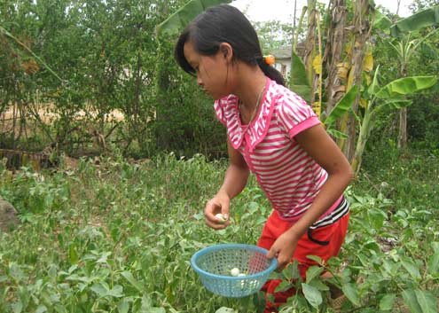 Mấy hôm nay mệt không đi được, cô bé vặt hết vườn cà, bán lấy tiền đi chợ mua thức ăn. Ảnh: Hoàng Phương