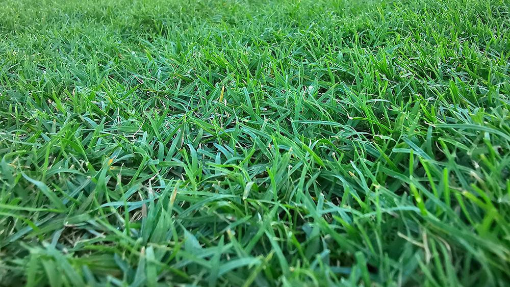 Mặt cỏ trên sân Mỹ Đình luôn nhận được sự quan tâm đặc biệt sau khi bị ví &quot;như bãi chăn bò&quot; ở trận gặp Australia hồi tháng 9.