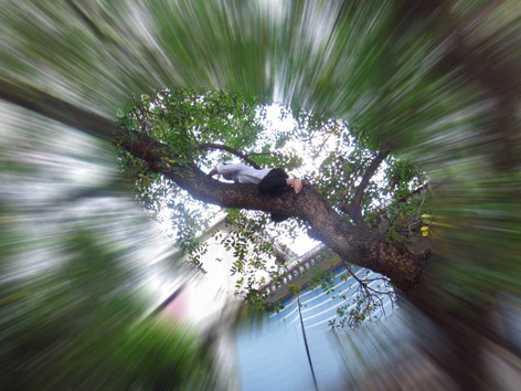 Trần Đảng trèo cây xà cừ cao qua nóc nhà để cứu mèo