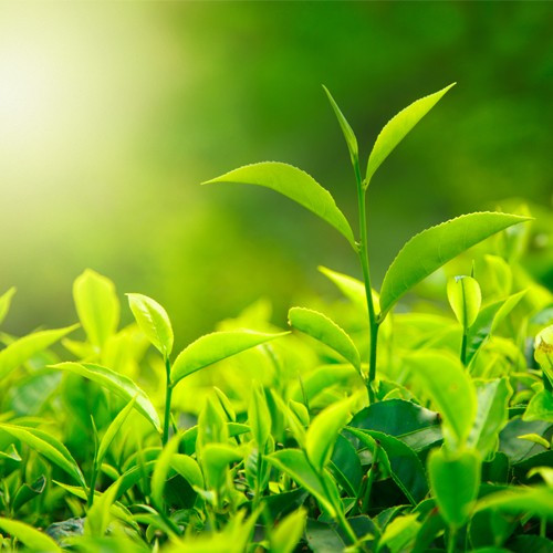 8 bí quyết chống lão hóa từ thiên nhiên của phụ nữ phương Đông ảnh 1