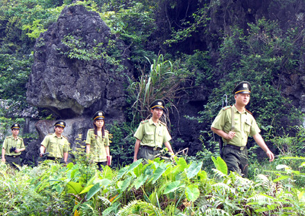 Luật Lâm nghiệp: Hướng phát triển lâm nghiệp theo chuỗi bền vững ảnh 2