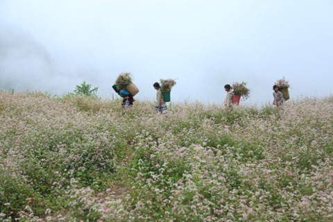 Vẻ đẹp tiềm ẩn trên những cung đường tình yêu cao nguyên đá Hà Giang ảnh 2