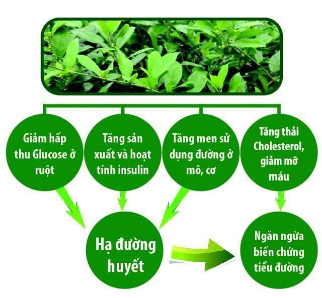 Cơ chế tác dụng của Dây thìa canh chuẩn GACP-WHO với bệnh tiểu đường