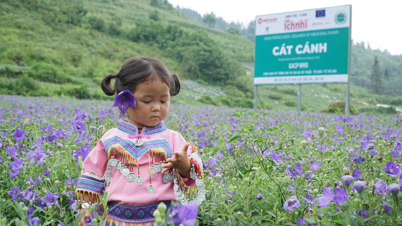 Em bé miền sơn cước tại Vùng trồng dược liệu sạch Cát cánh đạt chuẩn GACP-WHO của Ích Nhi ở Bắc Hà, Lào Cai.