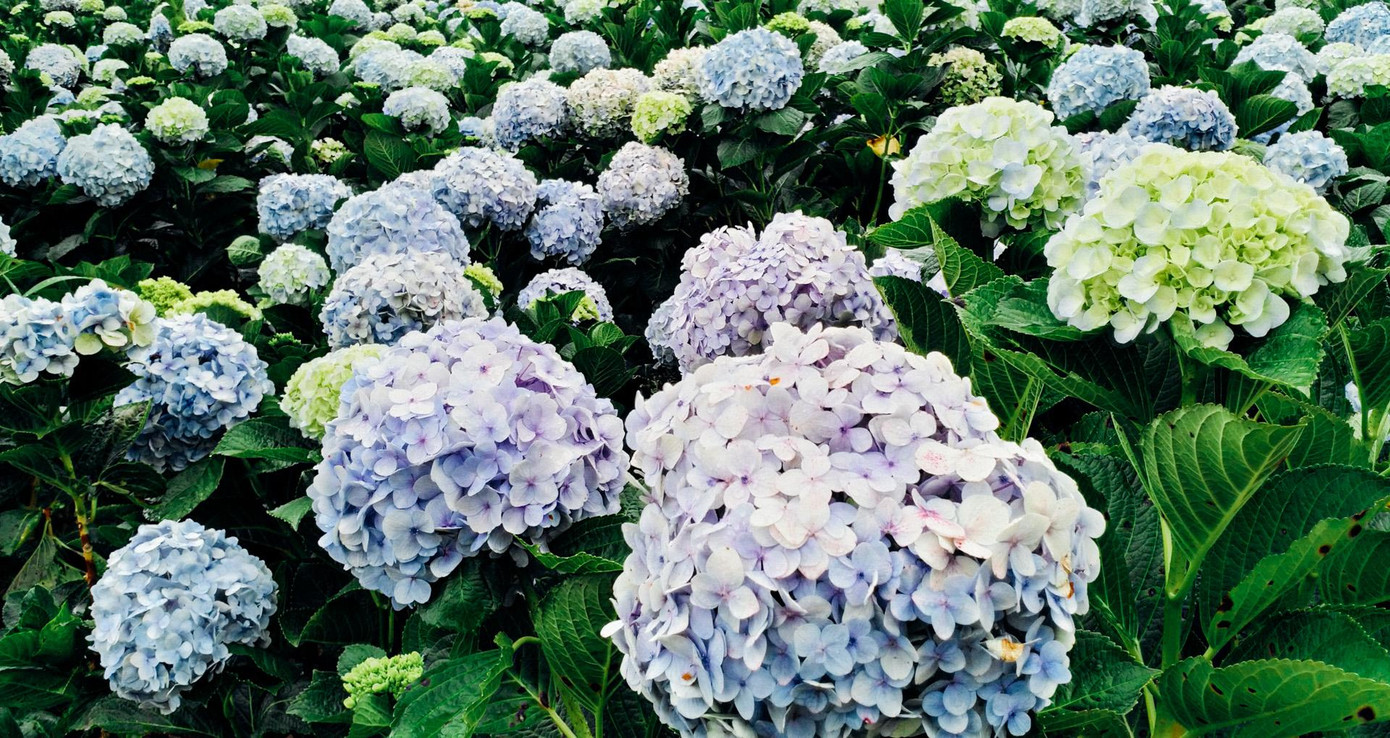 Hoà mình vào khung cảnh rực rỡ sắc màu của lễ hội hoa